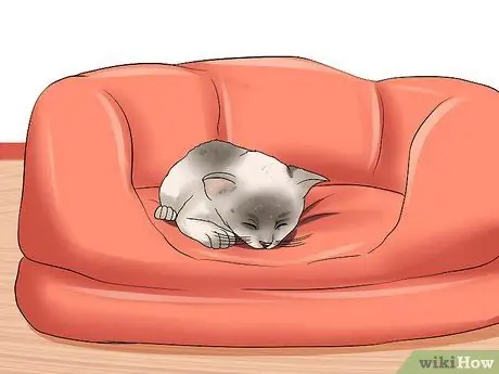 Заставьте сварливого кота понравиться вам Шаг 3