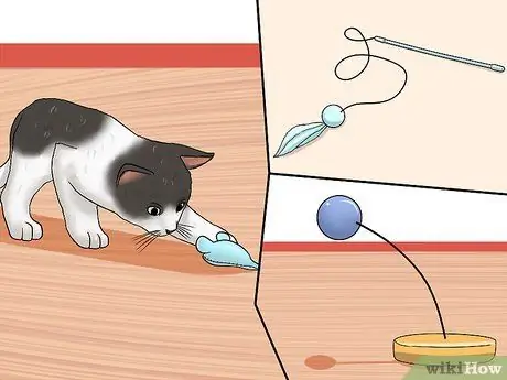 Заставьте сварливого кота понравиться вам Шаг 5