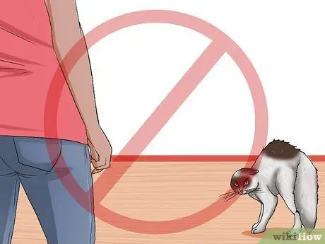 Заставьте сварливого кота понравиться вам Шаг 6