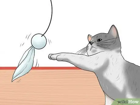 Заставьте сварливого кота понравиться вам Шаг 7