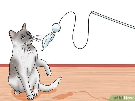 Заставьте сварливого кота понравиться вам Шаг 8