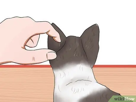 Заставьте сварливого кота понравиться вам Шаг 9