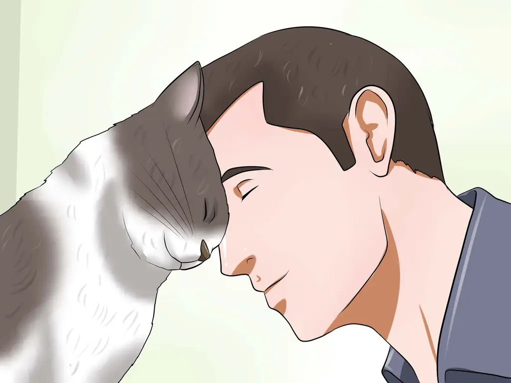 Как понравиться сварливому коту: 14 шагов (с иллюстрациями)