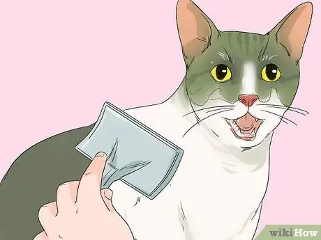 Позаботьтесь об эгейской кошке Шаг 1