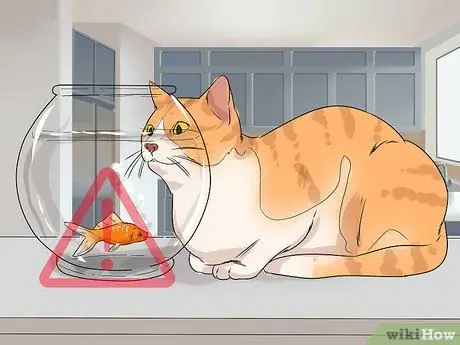 Позаботьтесь об эгейской кошке Шаг 11