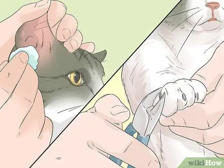 Позаботьтесь об эгейской кошке Шаг 2