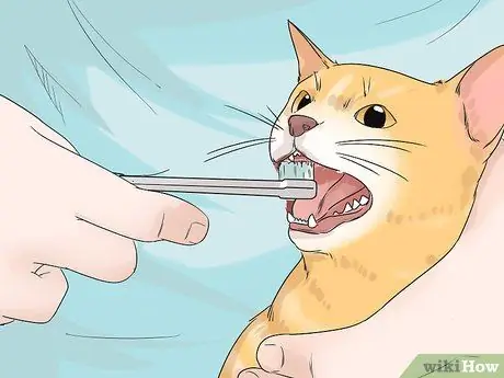 Позаботьтесь об эгейской кошке Шаг 3