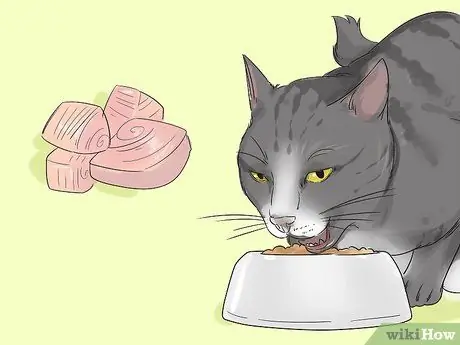 Позаботьтесь об эгейской кошке Шаг 4