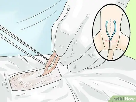 Позаботьтесь об эгейской кошке Шаг 6