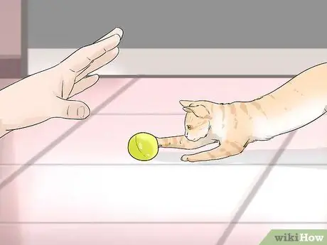 Позаботьтесь об эгейской кошке Шаг 8