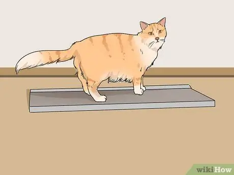 Позаботьтесь об эгейской кошке Шаг 9