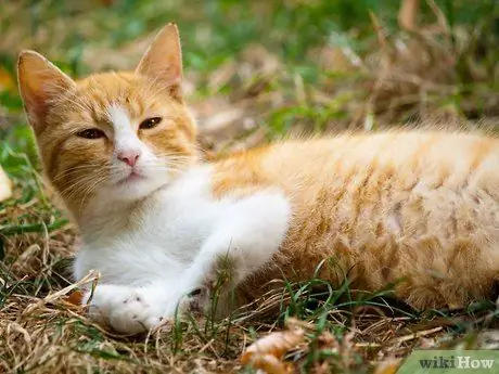 Связь с бездомной кошкой Шаг 2