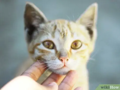 Связь с бездомной кошкой Шаг 4