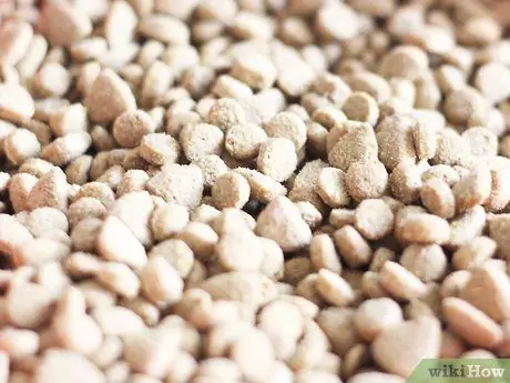 Связь с бездомной кошкой Шаг 5