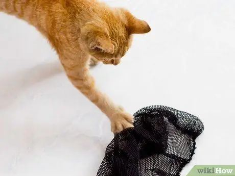 Связь с бездомной кошкой Шаг 6