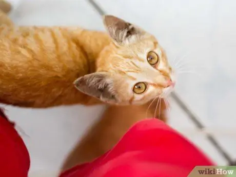 Связь с бездомной кошкой Шаг 8