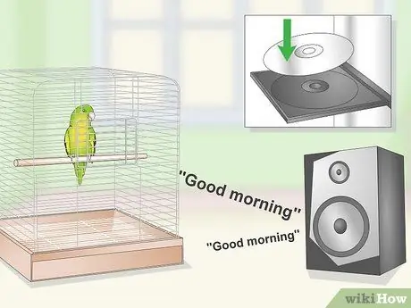 Научите попугая говорить Шаг 10