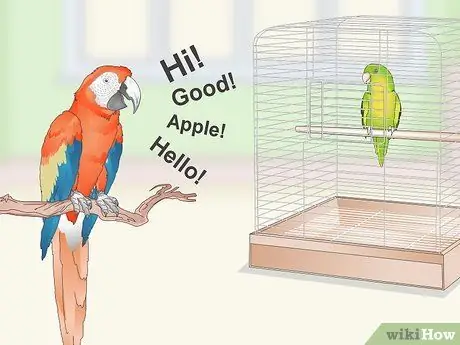 Научите попугая говорить. Шаг 9