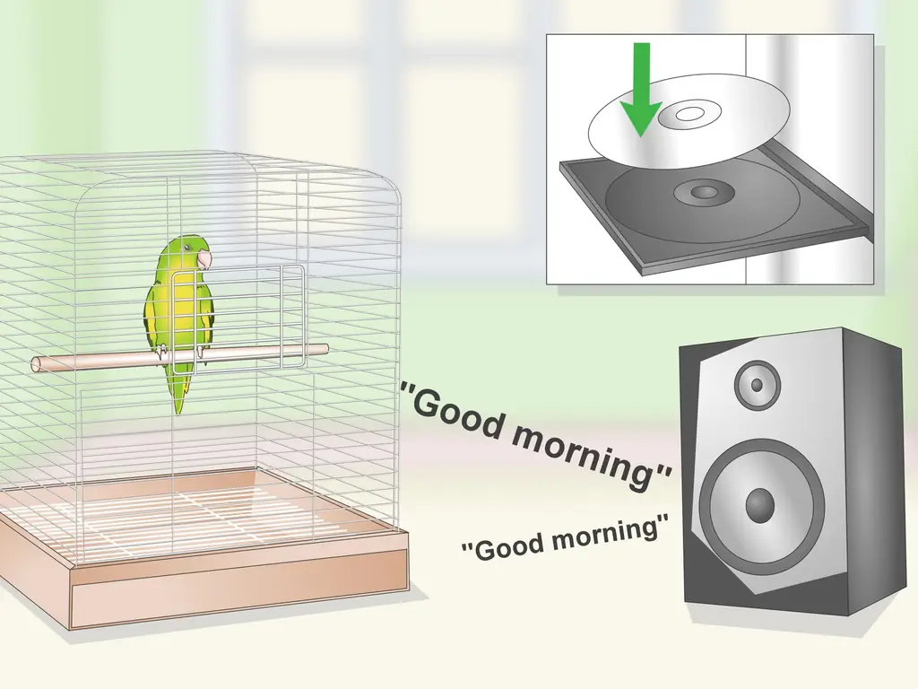 Как научить попугая говорить: 10 шагов (с иллюстрациями)