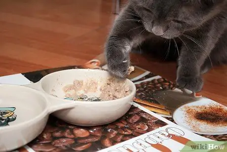 Начать со своей кошкой Шаг 1