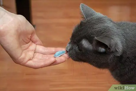 Начать со своей кошкой Шаг 2