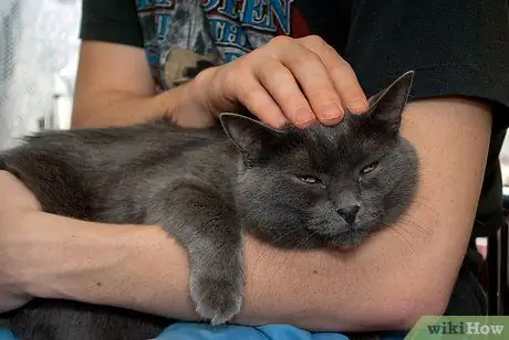 Начать со своей кошкой Шаг 3