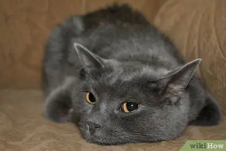 Начать вместе со своей кошкой Шаг 4