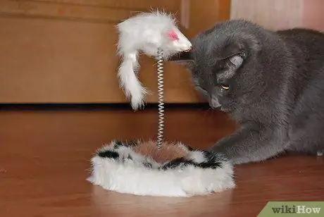 Начать со своей кошкой Шаг 7