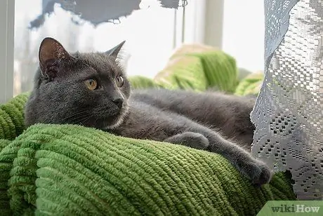 Начать вместе со своей кошкой Шаг 8