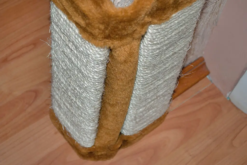 Как ладить со своей кошкой: 12 шагов (с иллюстрациями)