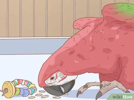 Держите ара занятым Шаг 4