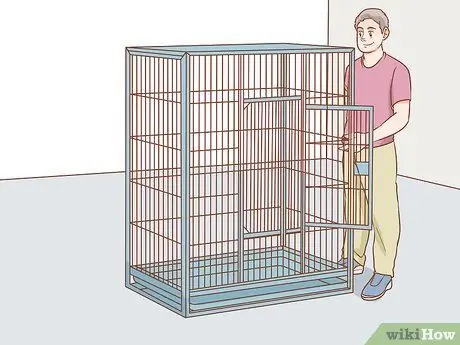 Держите ара занятым Шаг 8