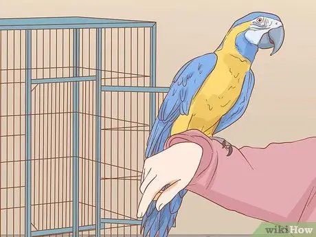 Держите ара занятым Шаг 9