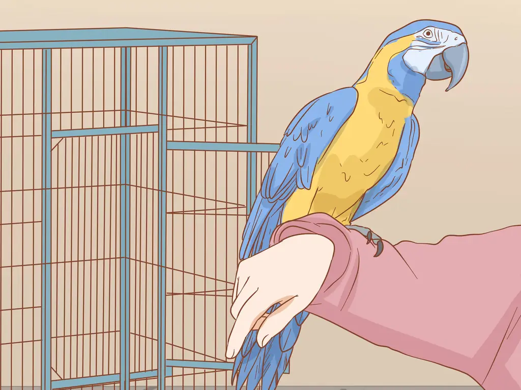 3 способа удержать ара под занятием