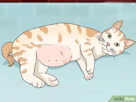 Диагностика и лечение пиометры у кошек Шаг 1