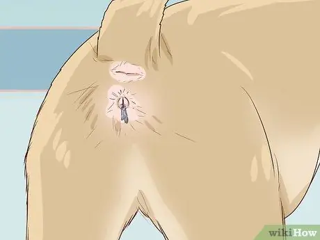 Диагностика и лечение пиометры у кошек Шаг 2