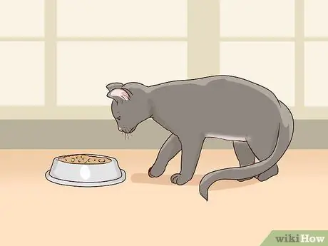 Диагностика и лечение пиометры у кошек Шаг 3