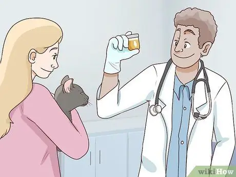 Диагностика и лечение пиометры у кошек Шаг 4