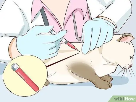 Диагностика и лечение пиометры у кошек Шаг 5