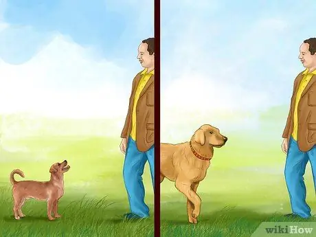 Чувствуйте себя комфортно рядом с большими собаками Шаг 11