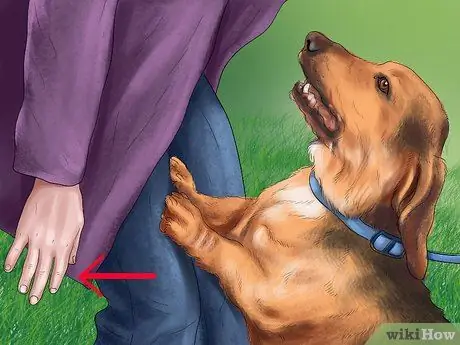 Чувствуйте себя комфортно рядом с большими собаками Шаг 4