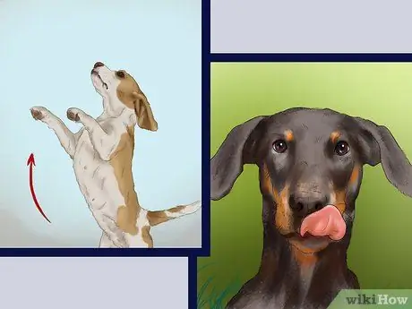 Чувствуйте себя комфортно рядом с большими собаками Шаг 7