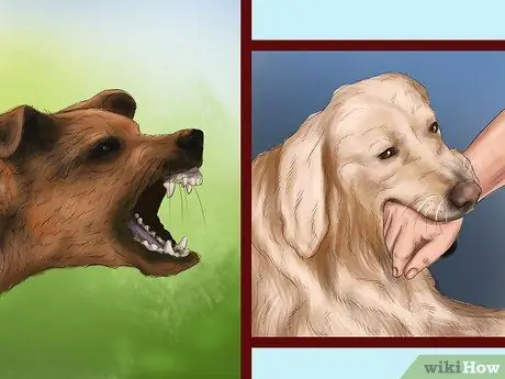 Чувствуйте себя комфортно рядом с большими собаками Шаг 8