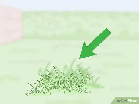 Домашние зяблики, шаг 13