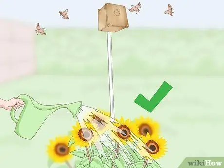 Домашние зяблики, шаг 16