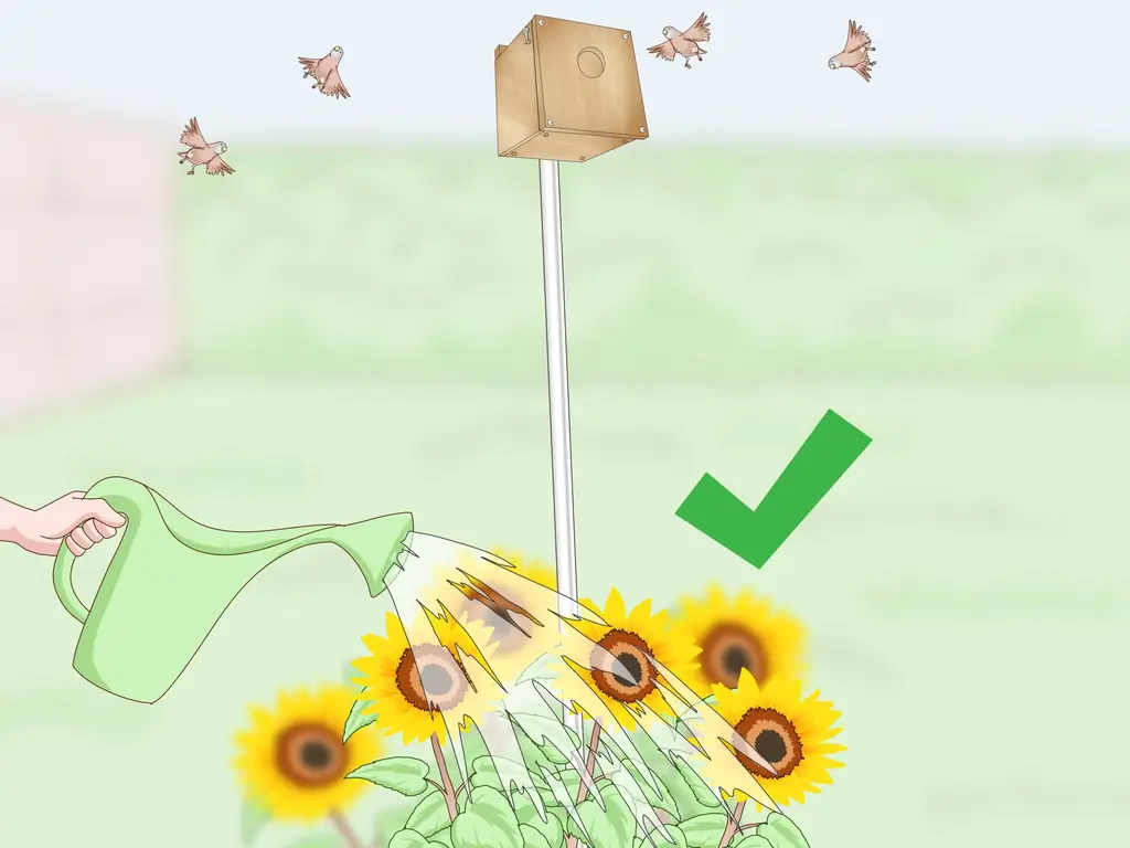 Как разместить зябликов (с иллюстрациями)