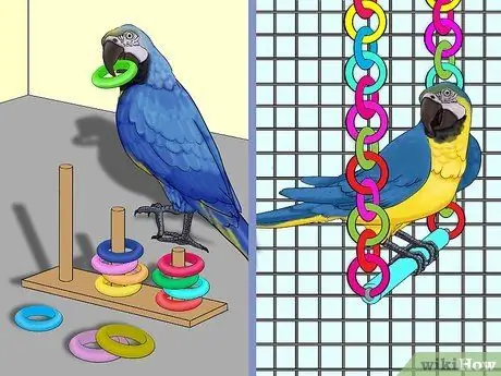 Рассчитайте стоимость усыновления попугая Шаг 6