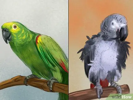 Выберите домашнего попугая Шаг 1