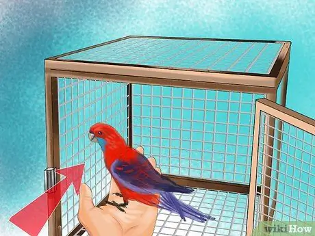 Выберите домашнего попугая, шаг 2