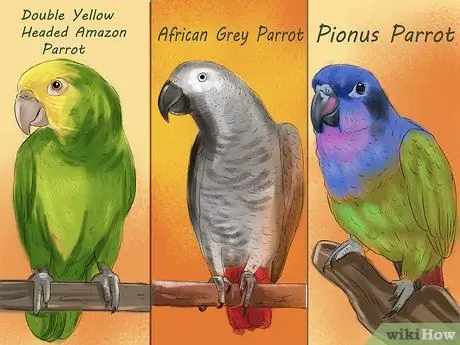 Выберите домашнего попугая Шаг 5
